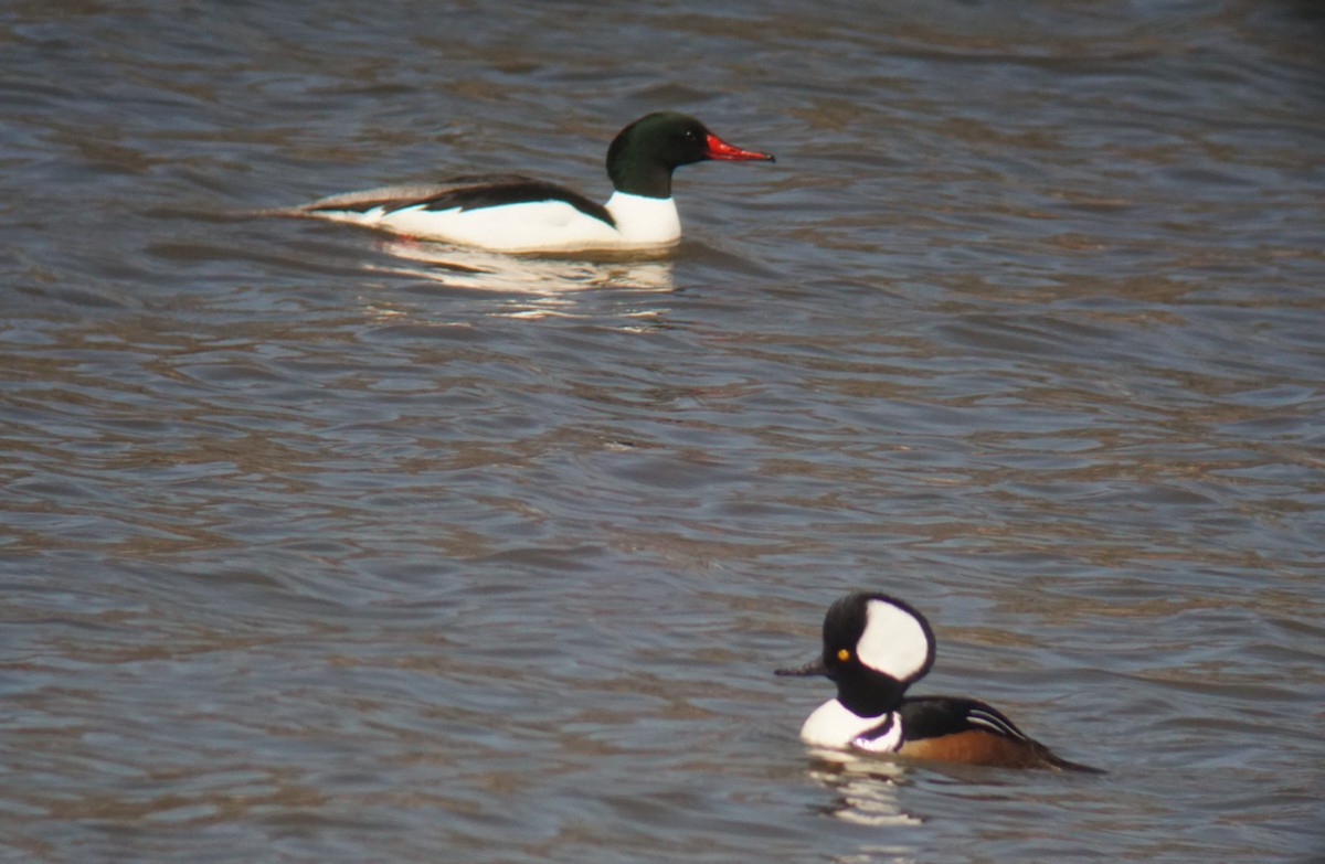 Hooded Merganser - ML147430271