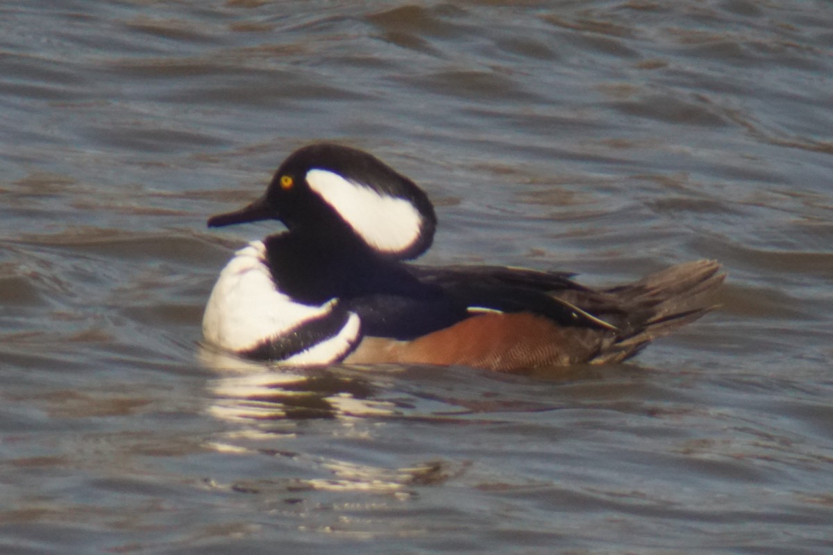 Hooded Merganser - ML147430321