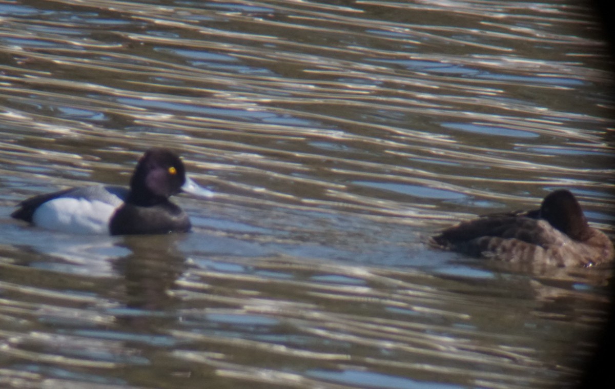 Lesser Scaup - ML147430561
