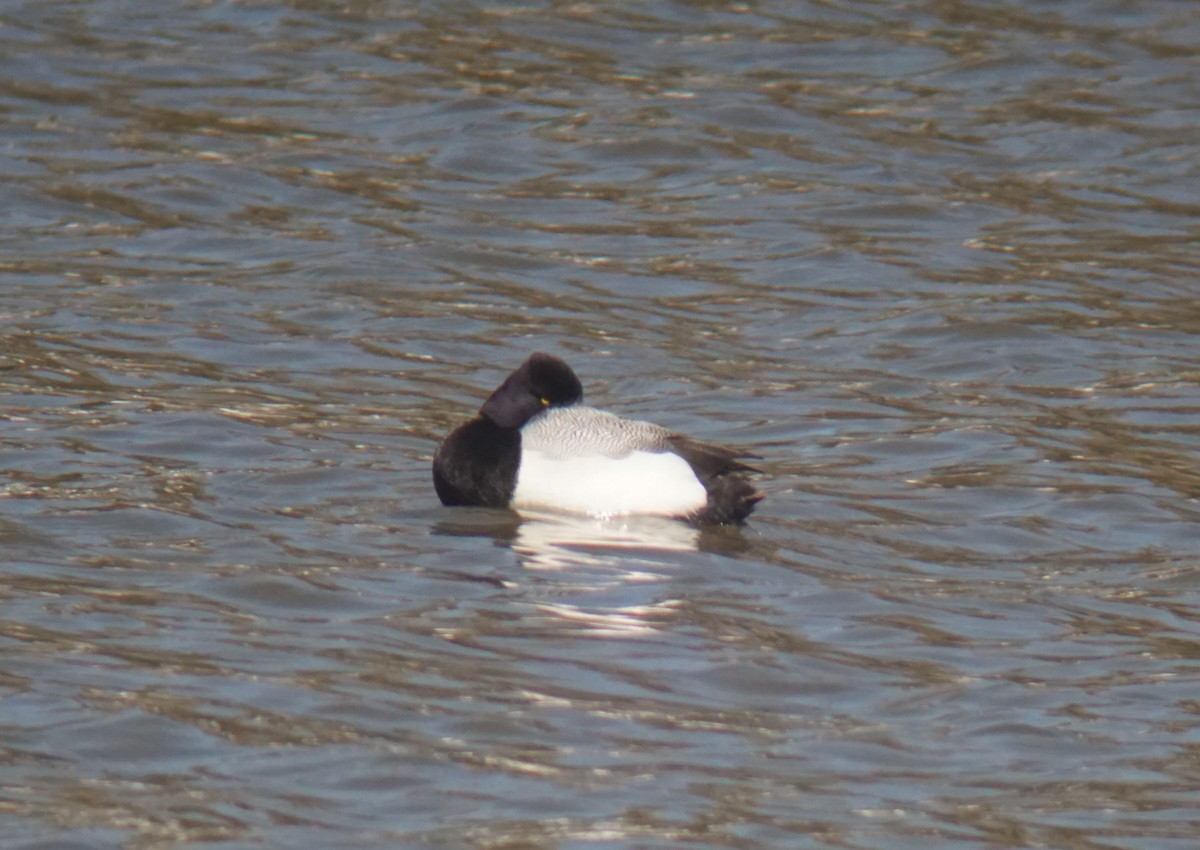Lesser Scaup - ML147430571