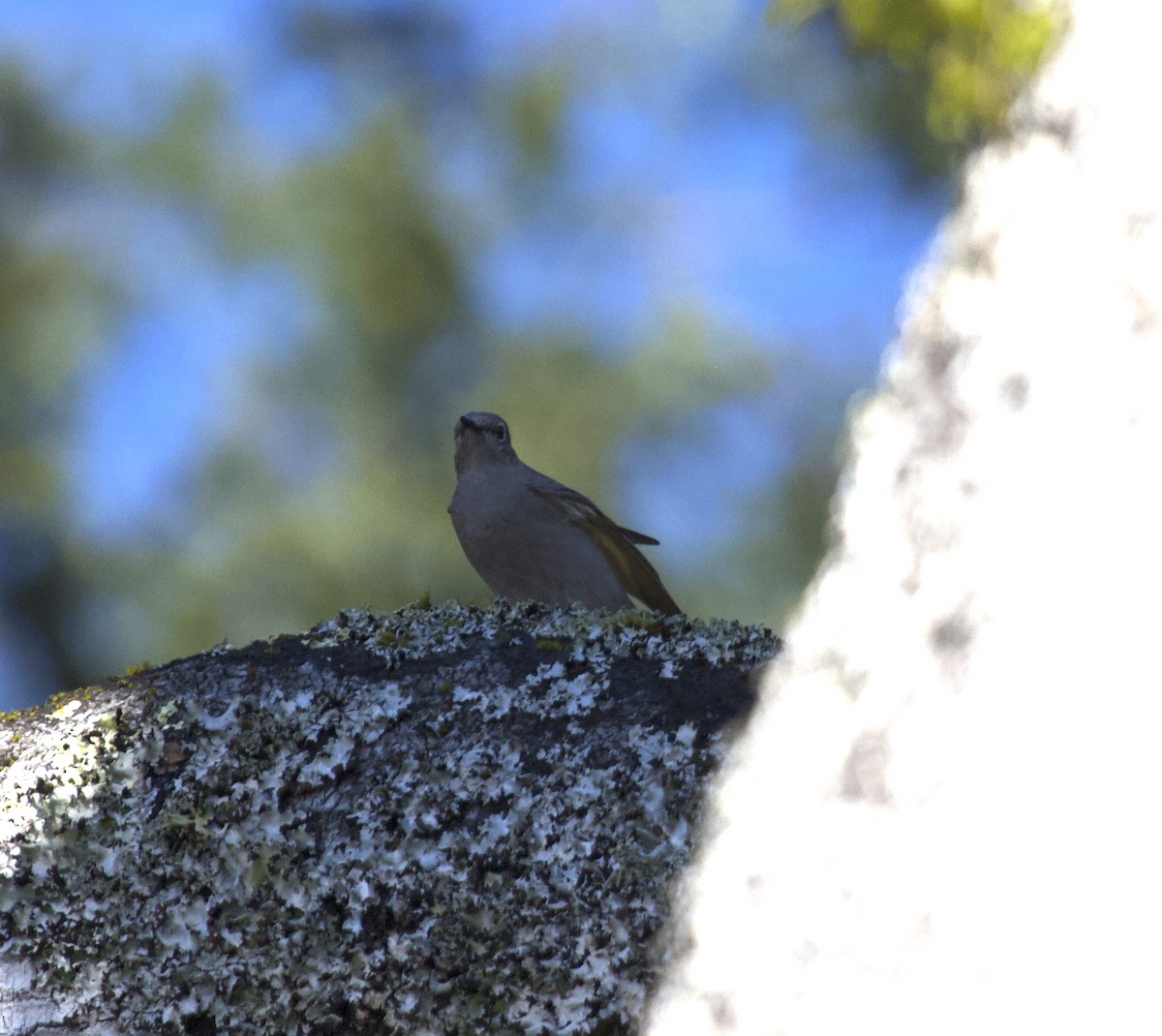 Townsend's Solitaire - ML147430611