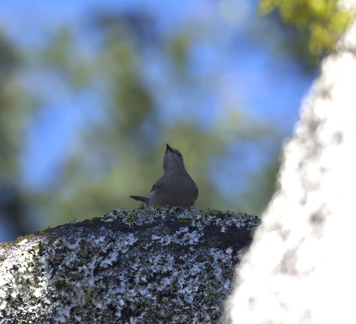 Townsend's Solitaire - ML147430621