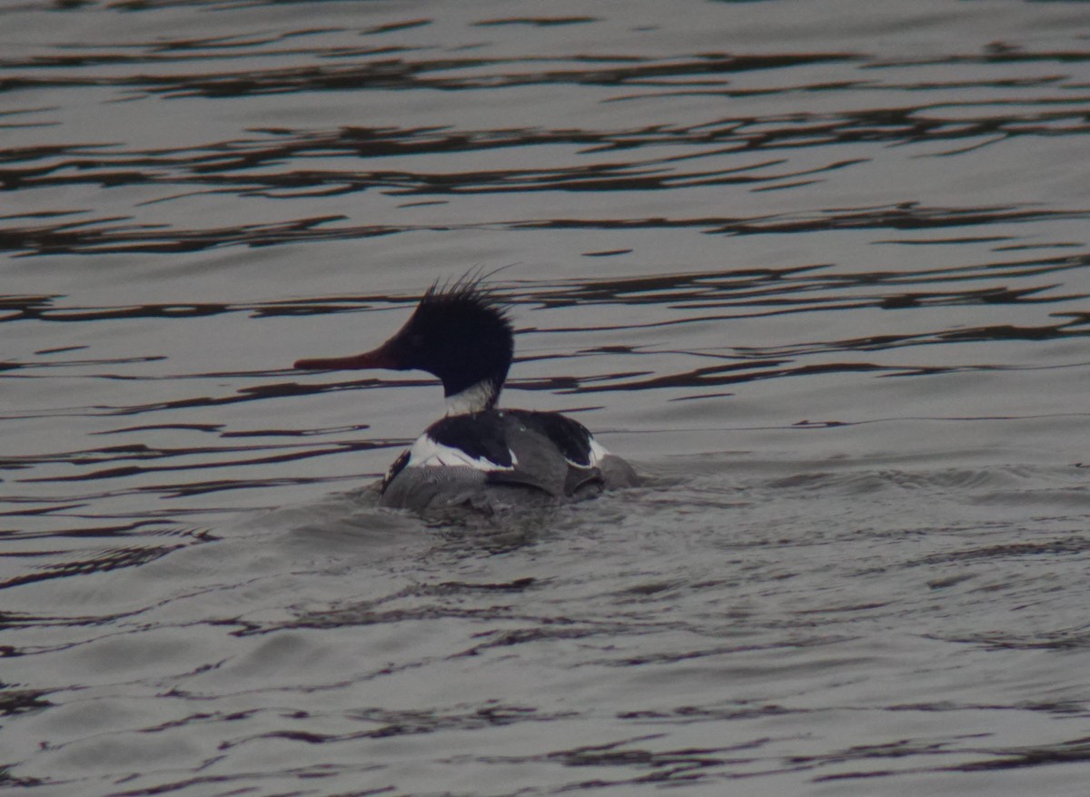 Red-breasted Merganser - ML147430701