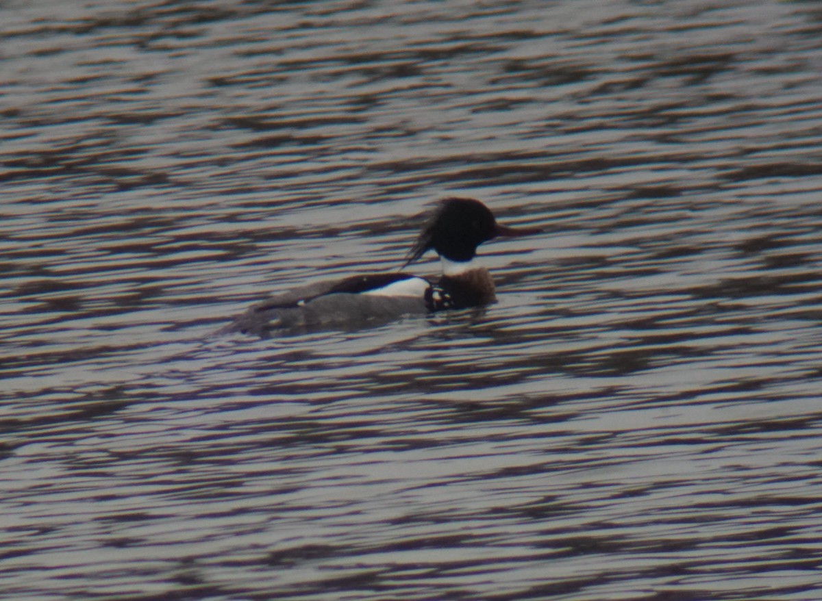 Red-breasted Merganser - ML147430721