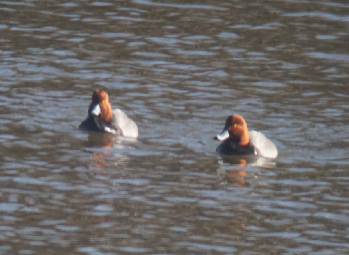 Redhead - ML147430801