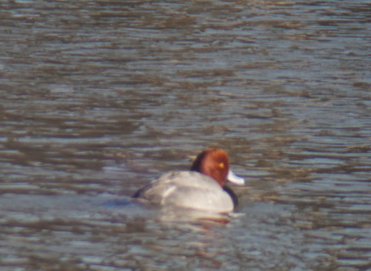 Redhead - ML147430811