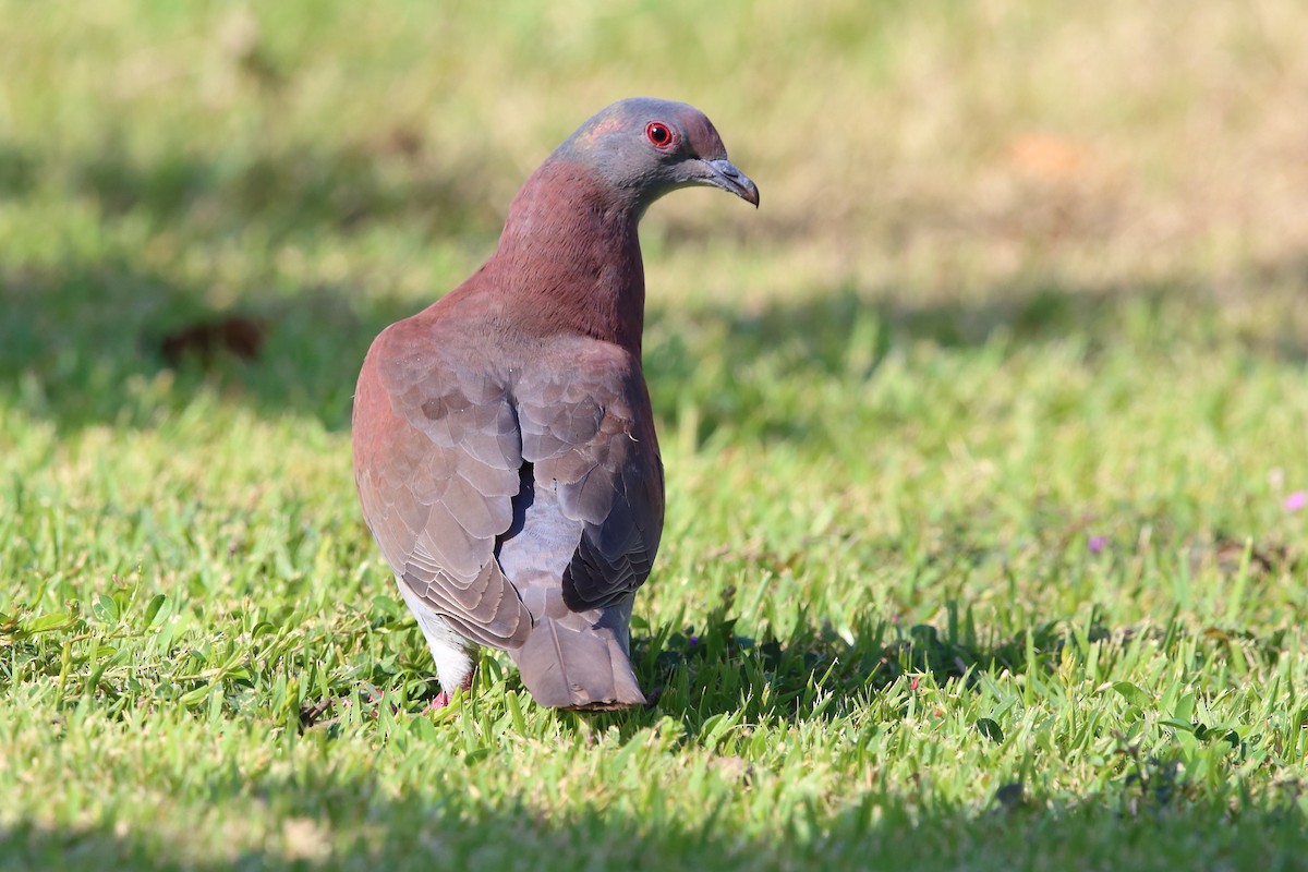 Pale-vented Pigeon - ML147430921