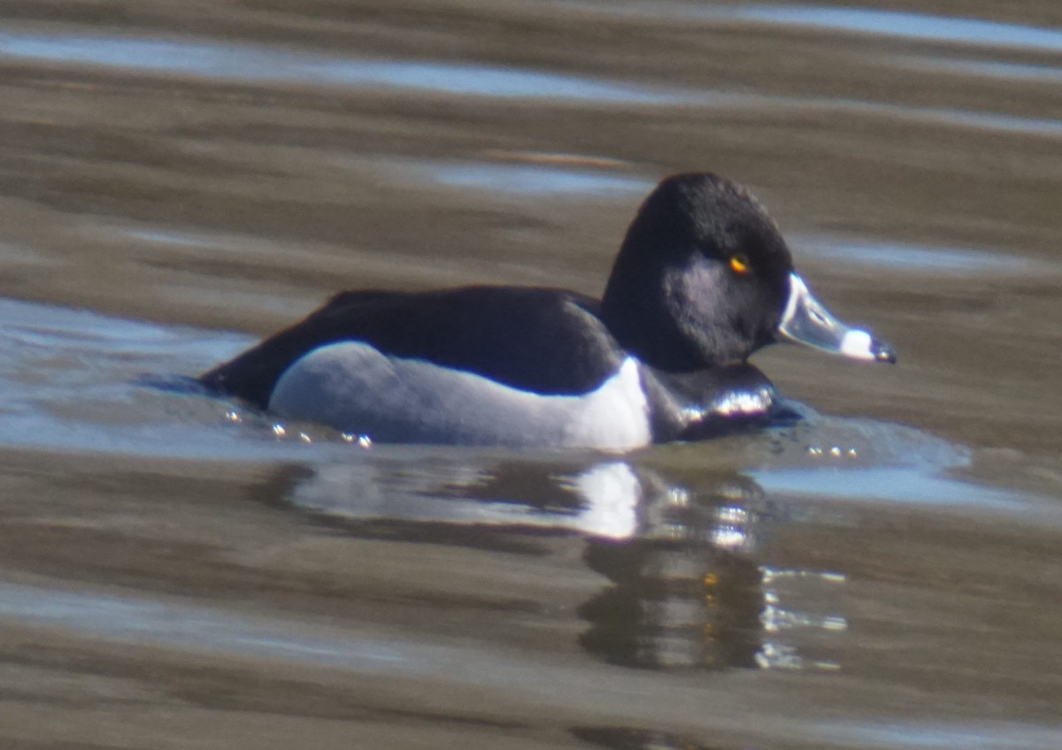 Ring-necked Duck - ML147431091