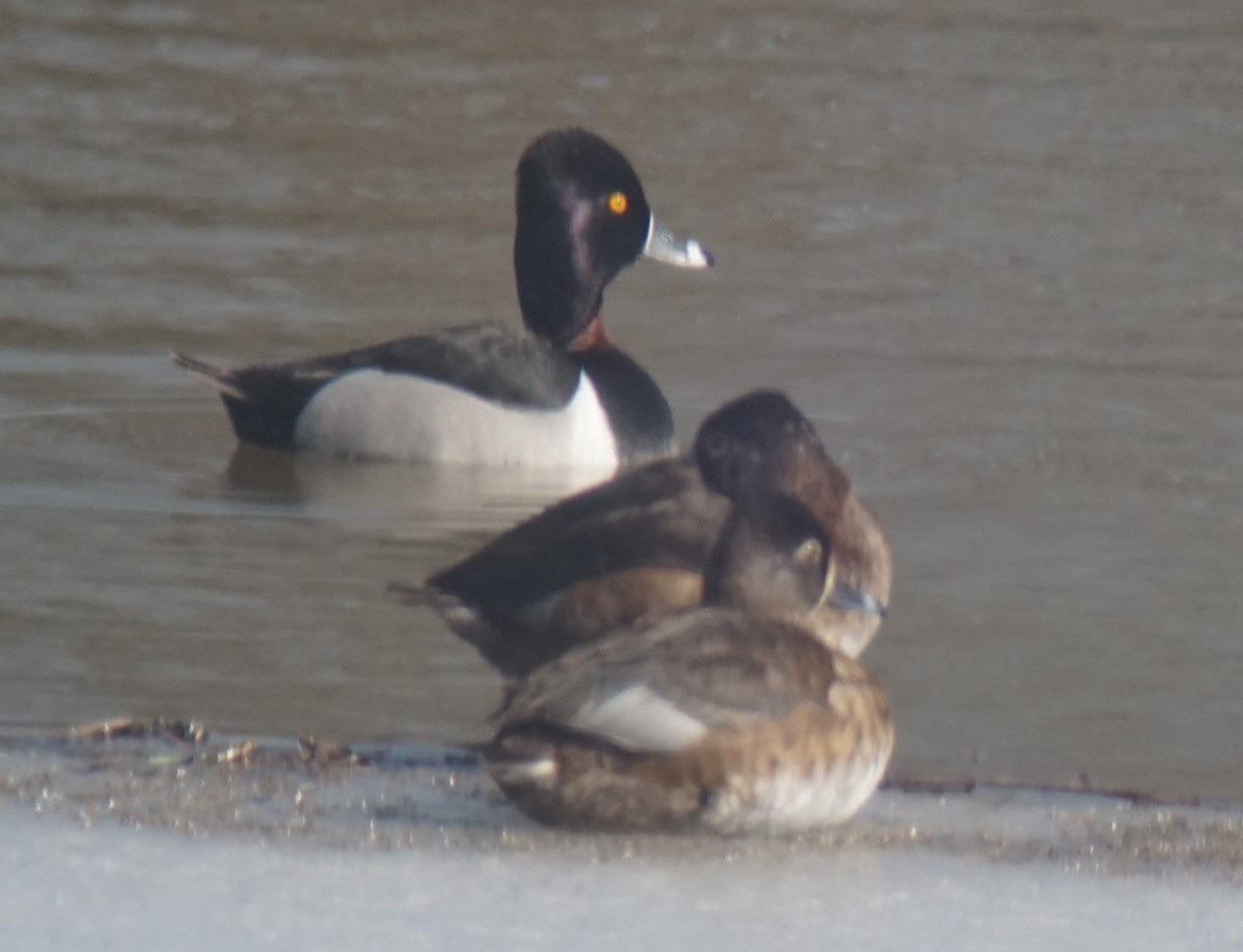 Ring-necked Duck - ML147431111