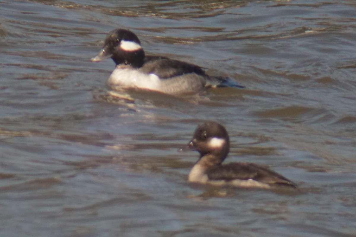 Bufflehead - ML147431311