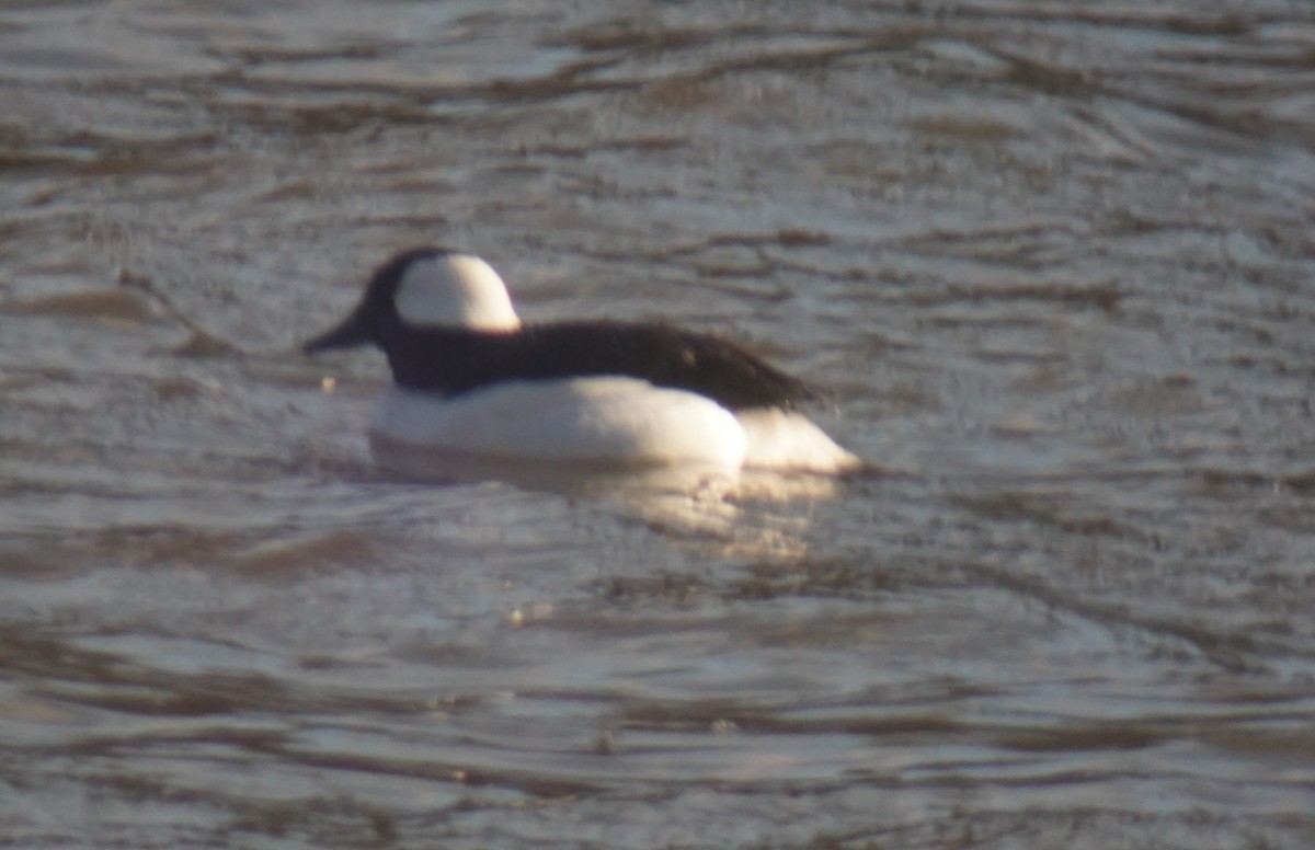 Bufflehead - ML147431331