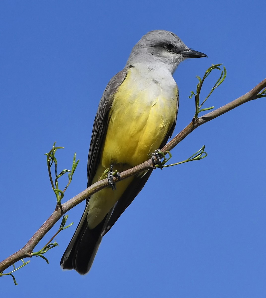 Western Kingbird - ML147433441