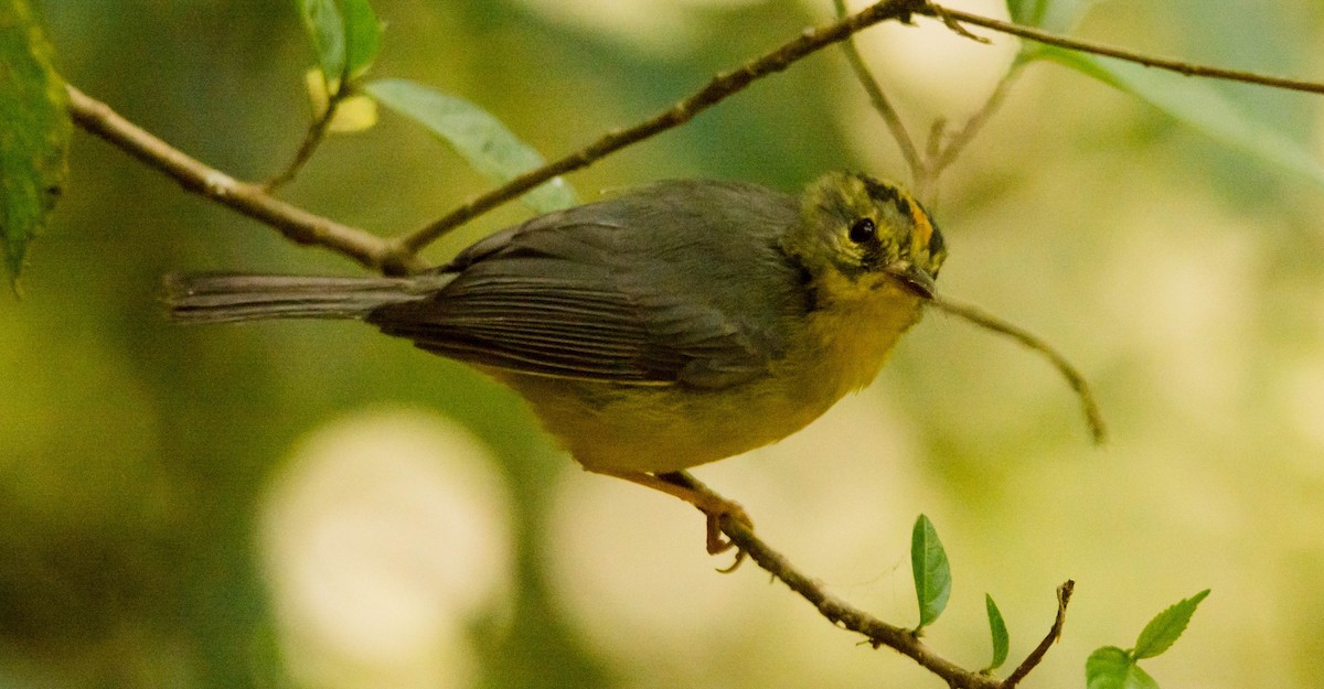 Golden-crowned Warbler - ML147433621