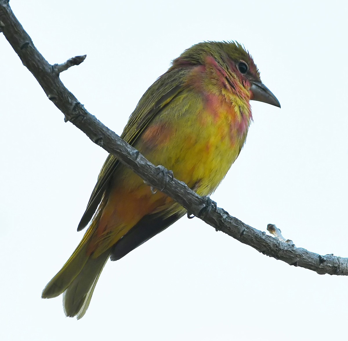 Summer Tanager - David Beaudette