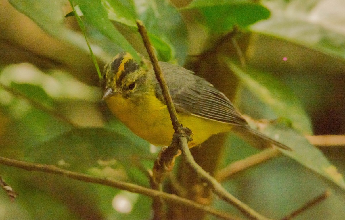 Paruline à couronne dorée - ML147433661