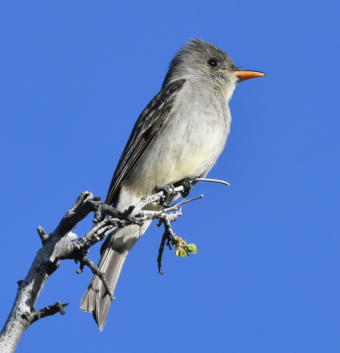 Mexikoschnäppertyrann - ML147433911