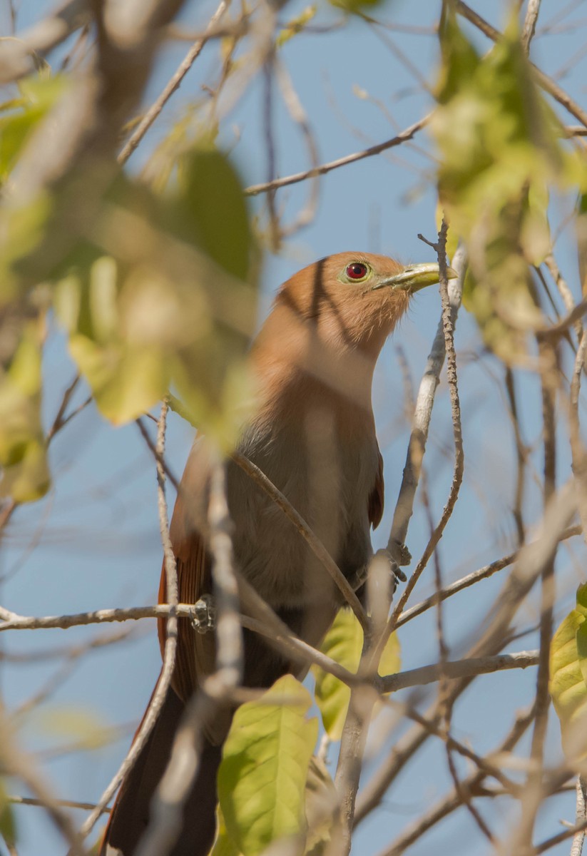 Squirrel Cuckoo - ML147434701