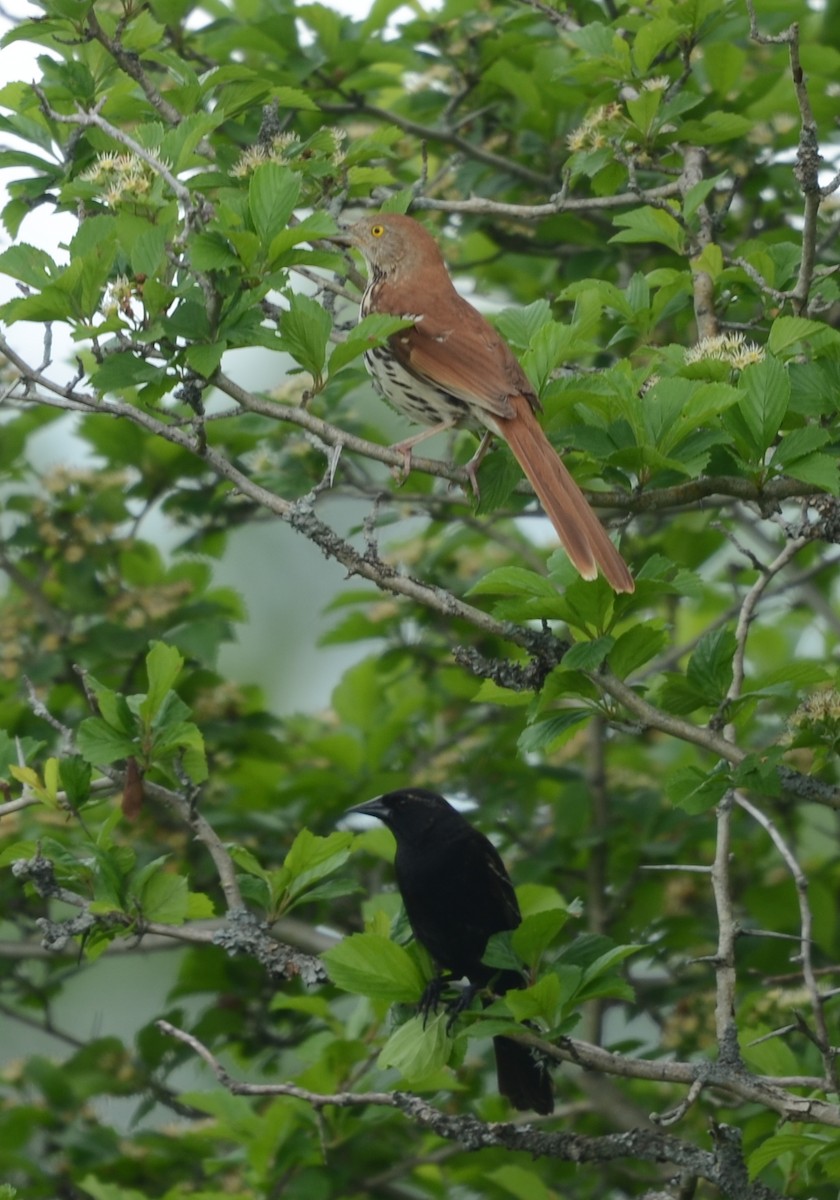 Brown Thrasher - ML147435221