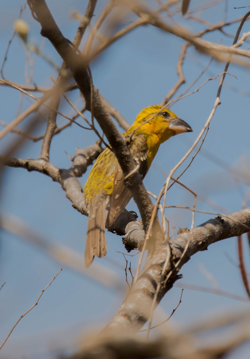 Yellow Grosbeak - ismael chavez