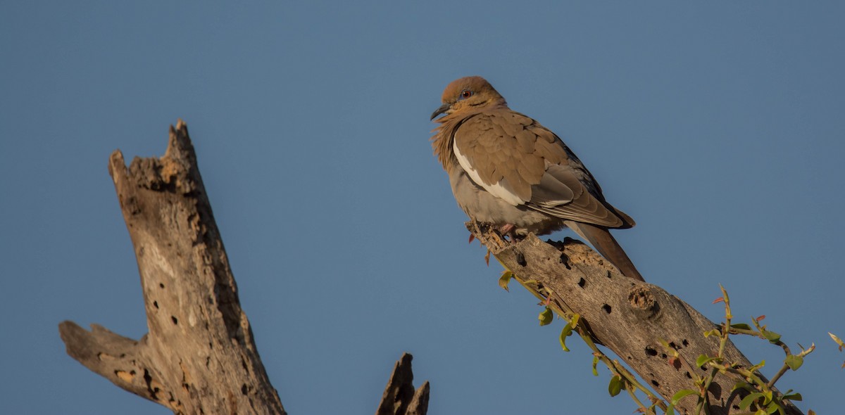 White-winged Dove - ML147436101