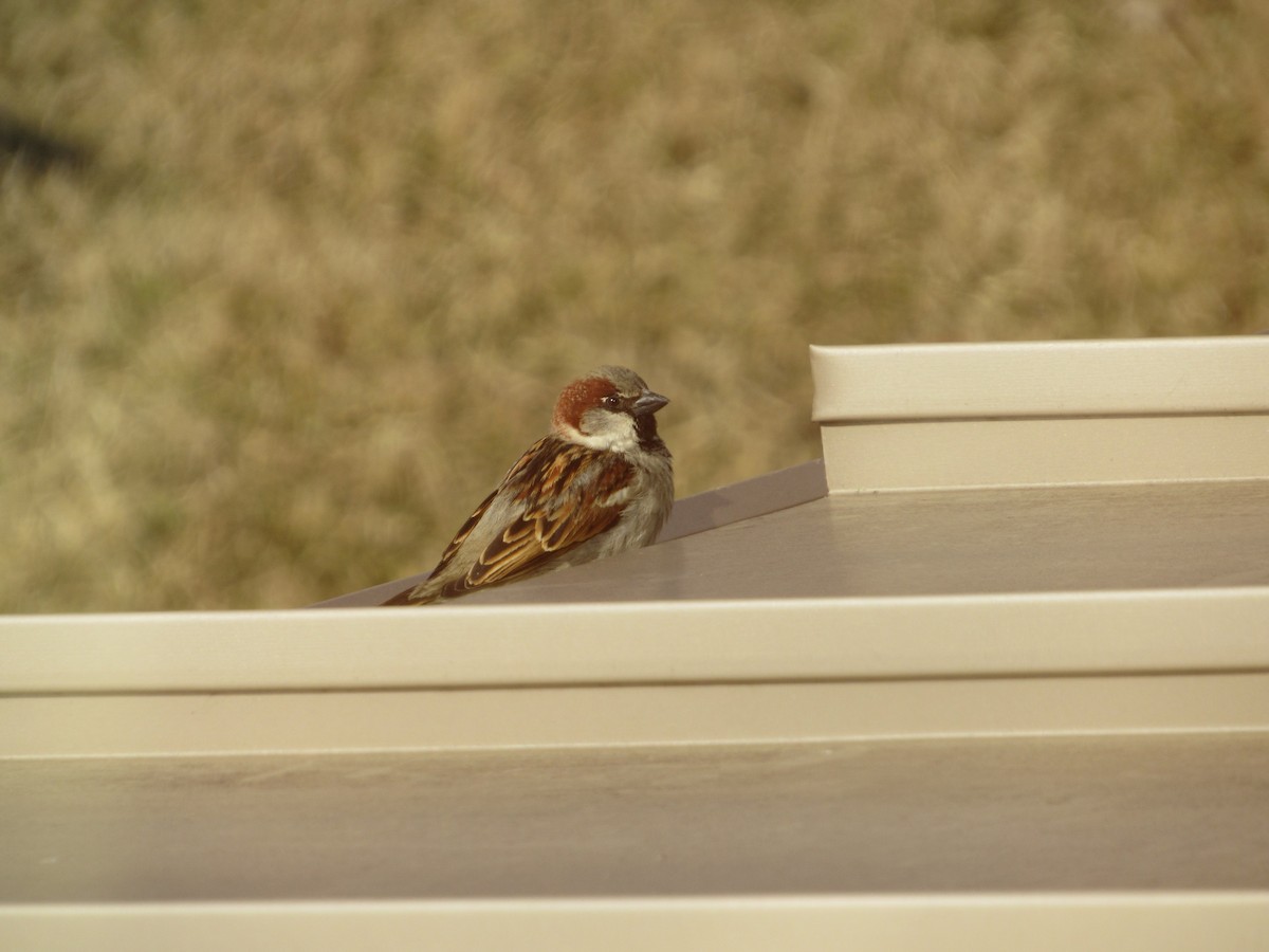 Moineau domestique - ML147437271