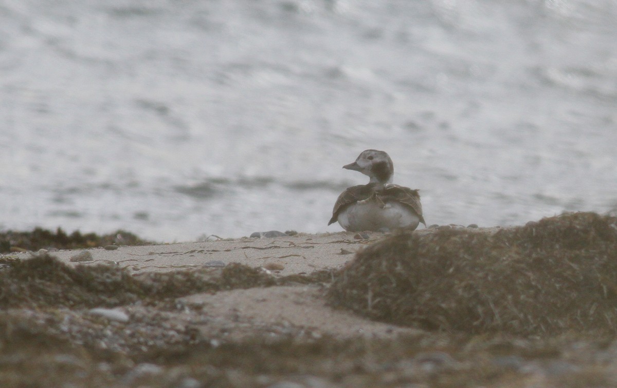 Long-tailed Duck - ML147437391