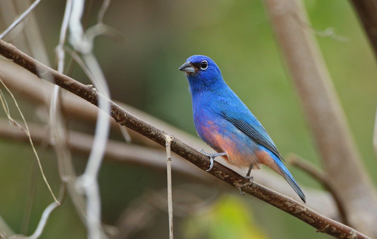 Rose-bellied Bunting - ML147437531