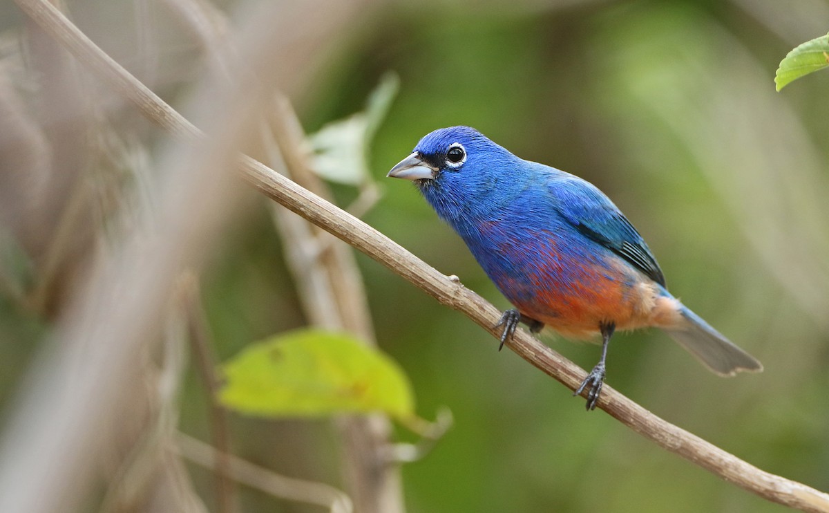 Rose-bellied Bunting - ML147437541