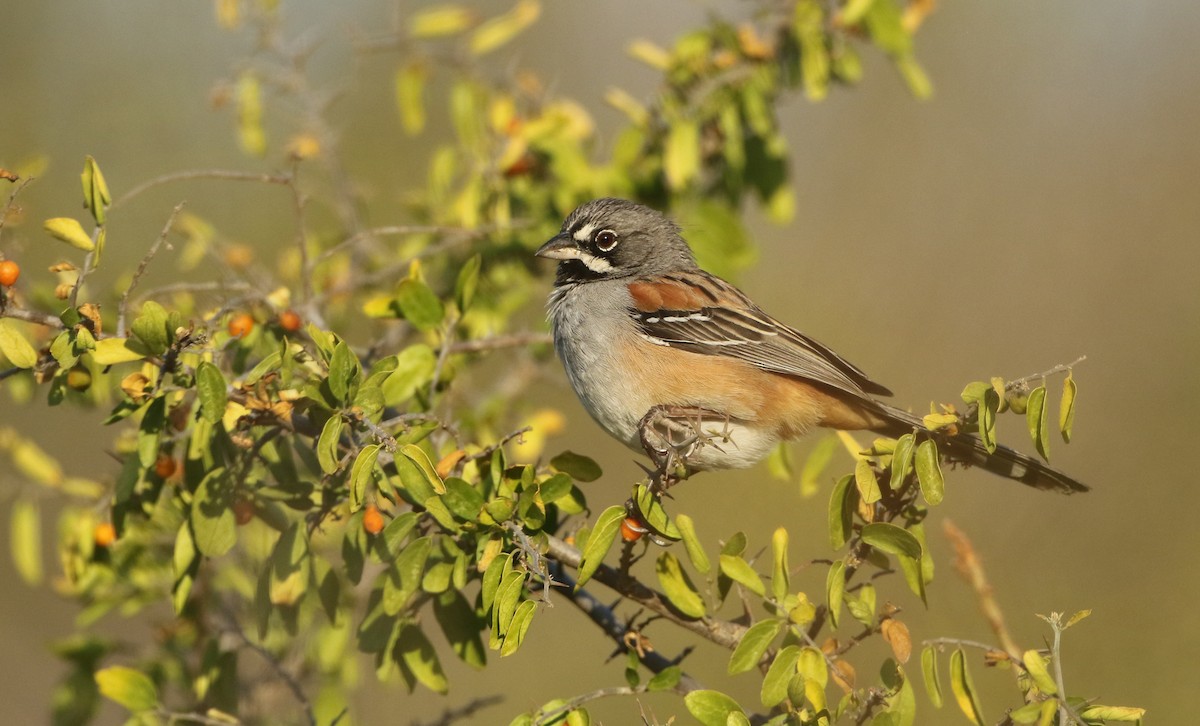 Bridled Sparrow - ML147437971