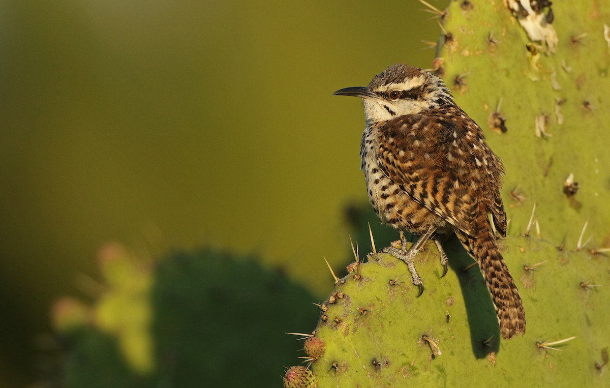 Boucard's Wren - Luke Seitz