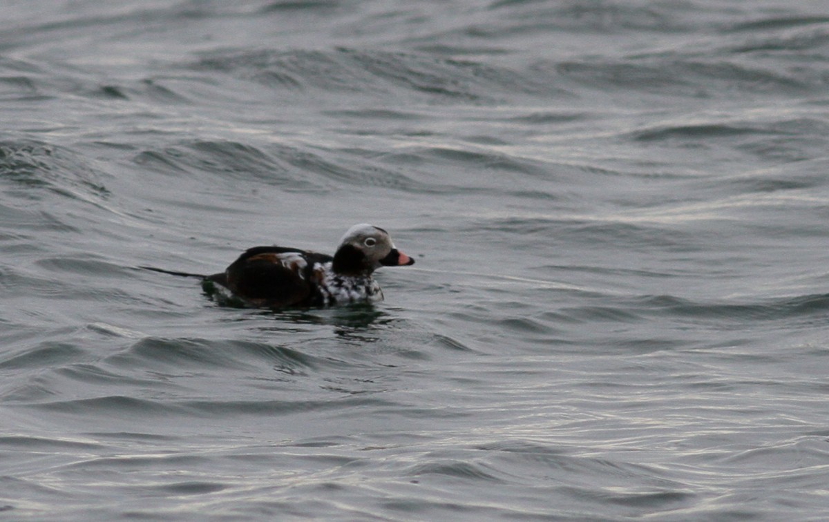 Long-tailed Duck - ML147438361