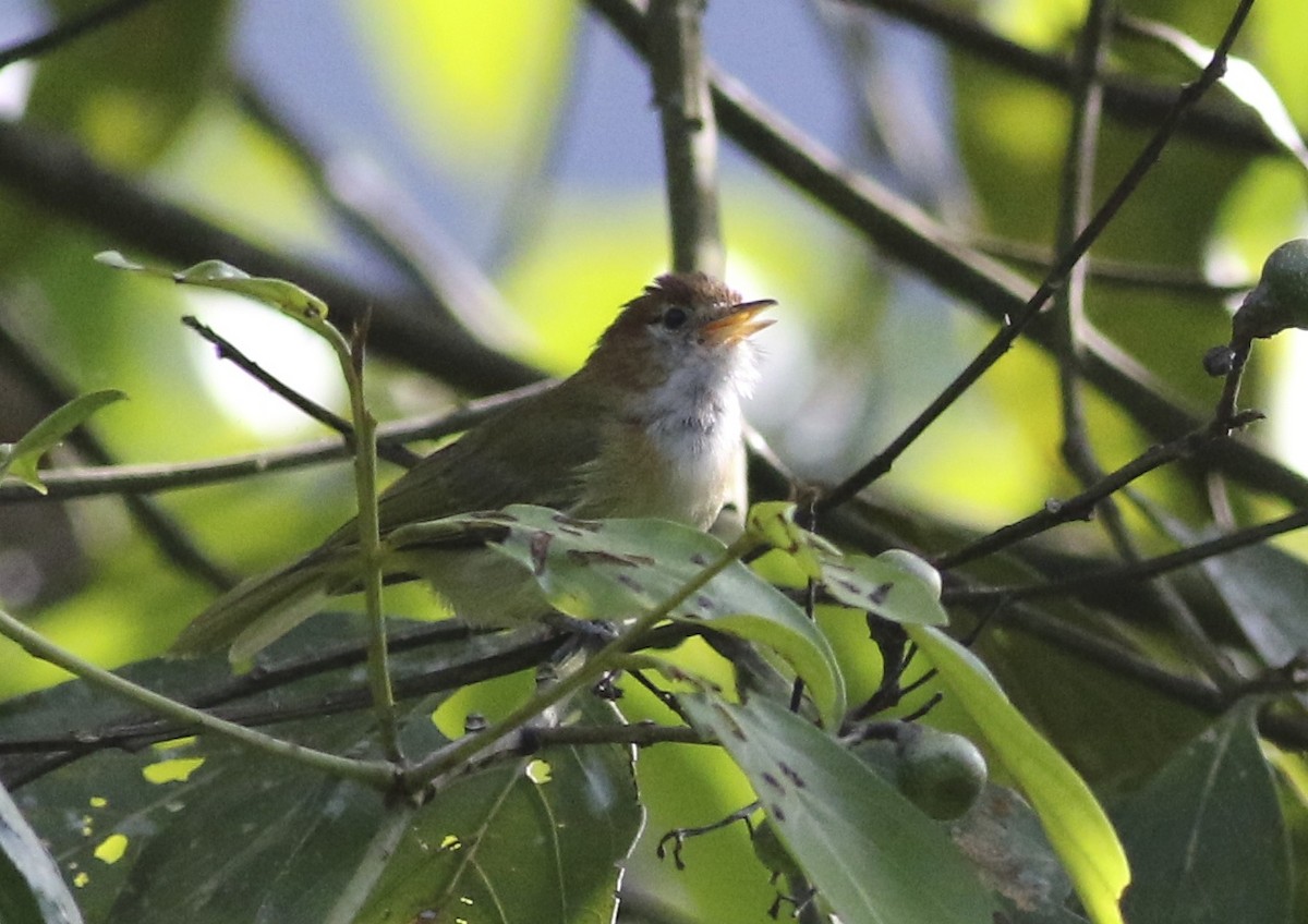 Rufous-naped Greenlet - ML147438591