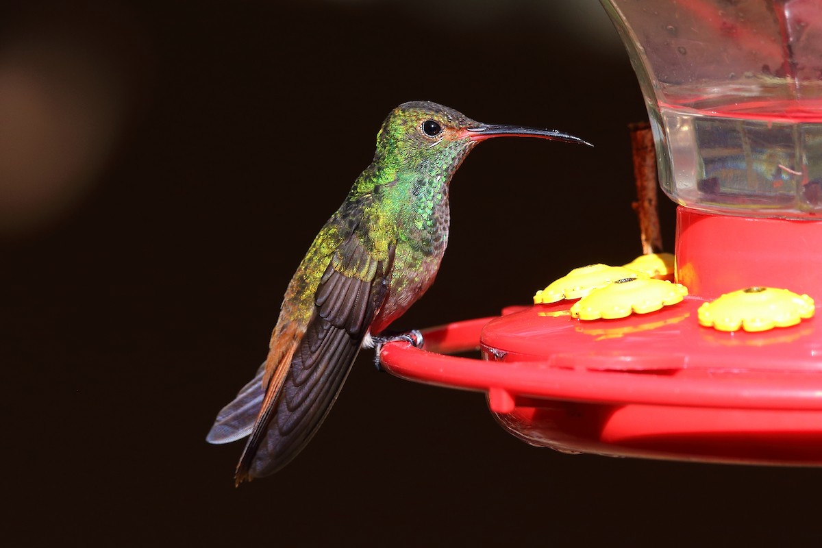 Rufous-tailed Hummingbird - Bob Shettler