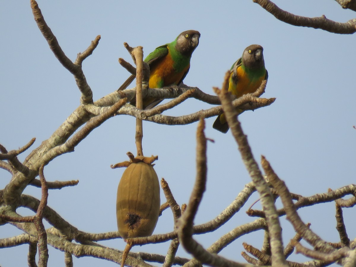 Senegal Papağanı - ML147439241