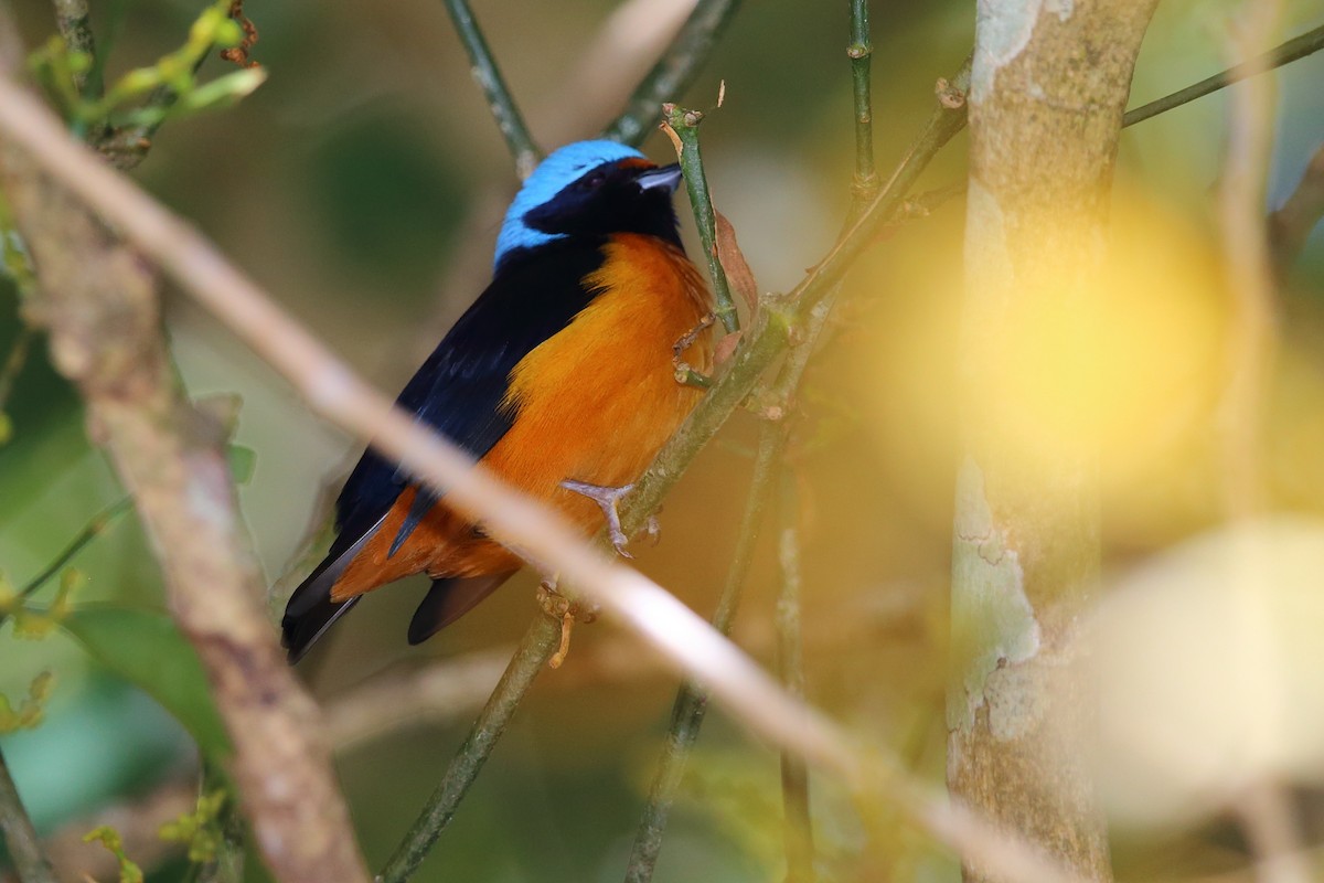 Elegant Euphonia - ML147439721