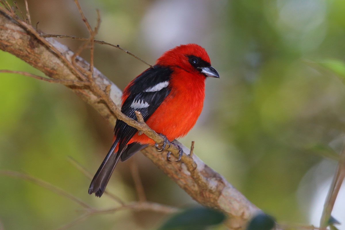 White-winged Tanager - ML147439951