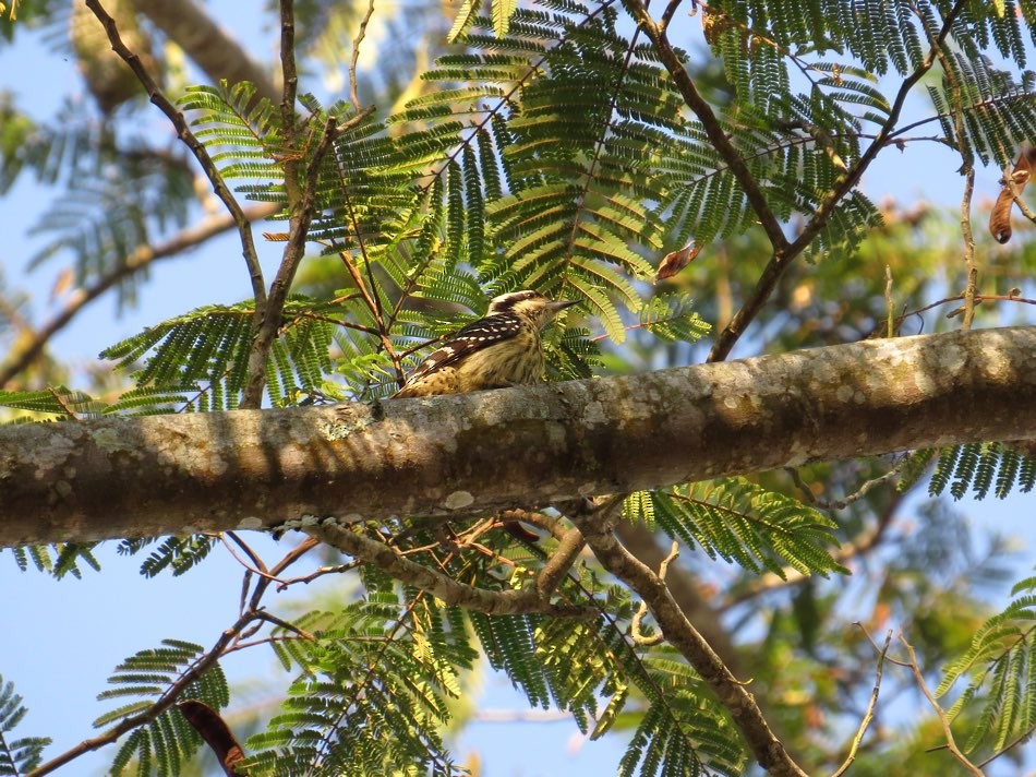 Philippine Pygmy Woodpecker - ML147440091