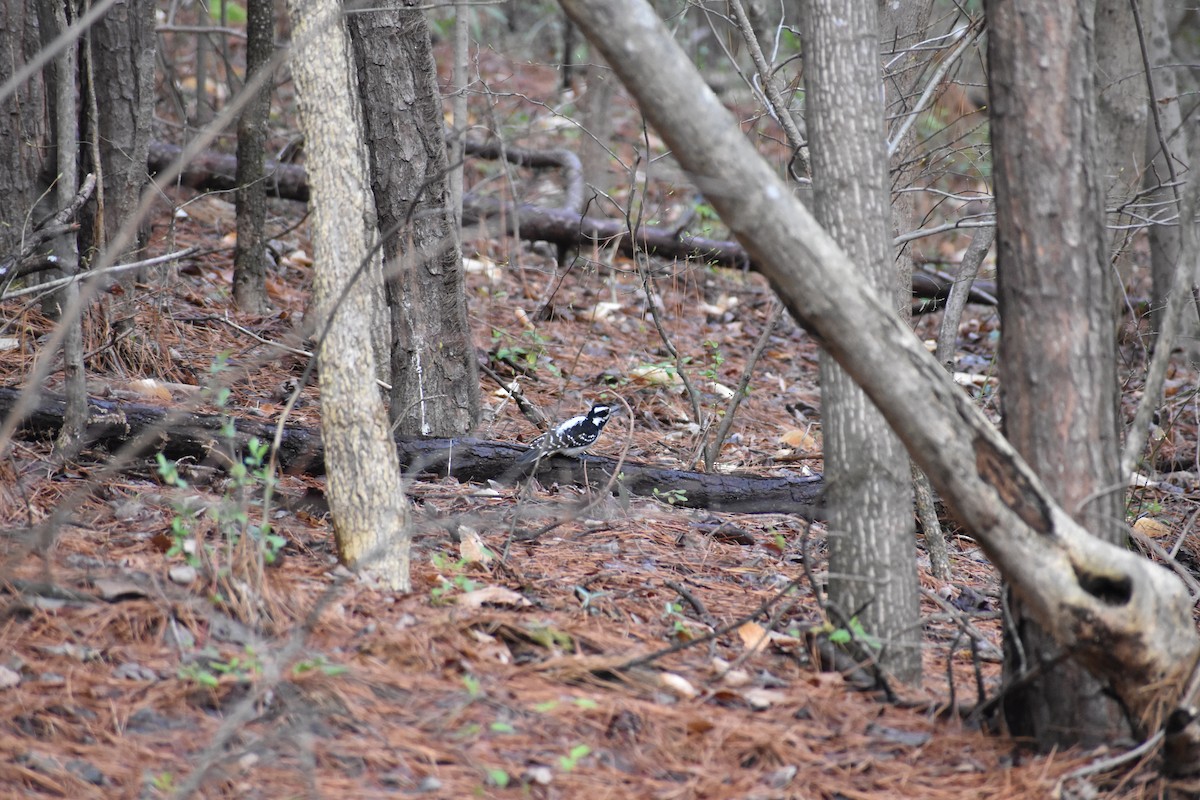 Hairy Woodpecker - ML147441831