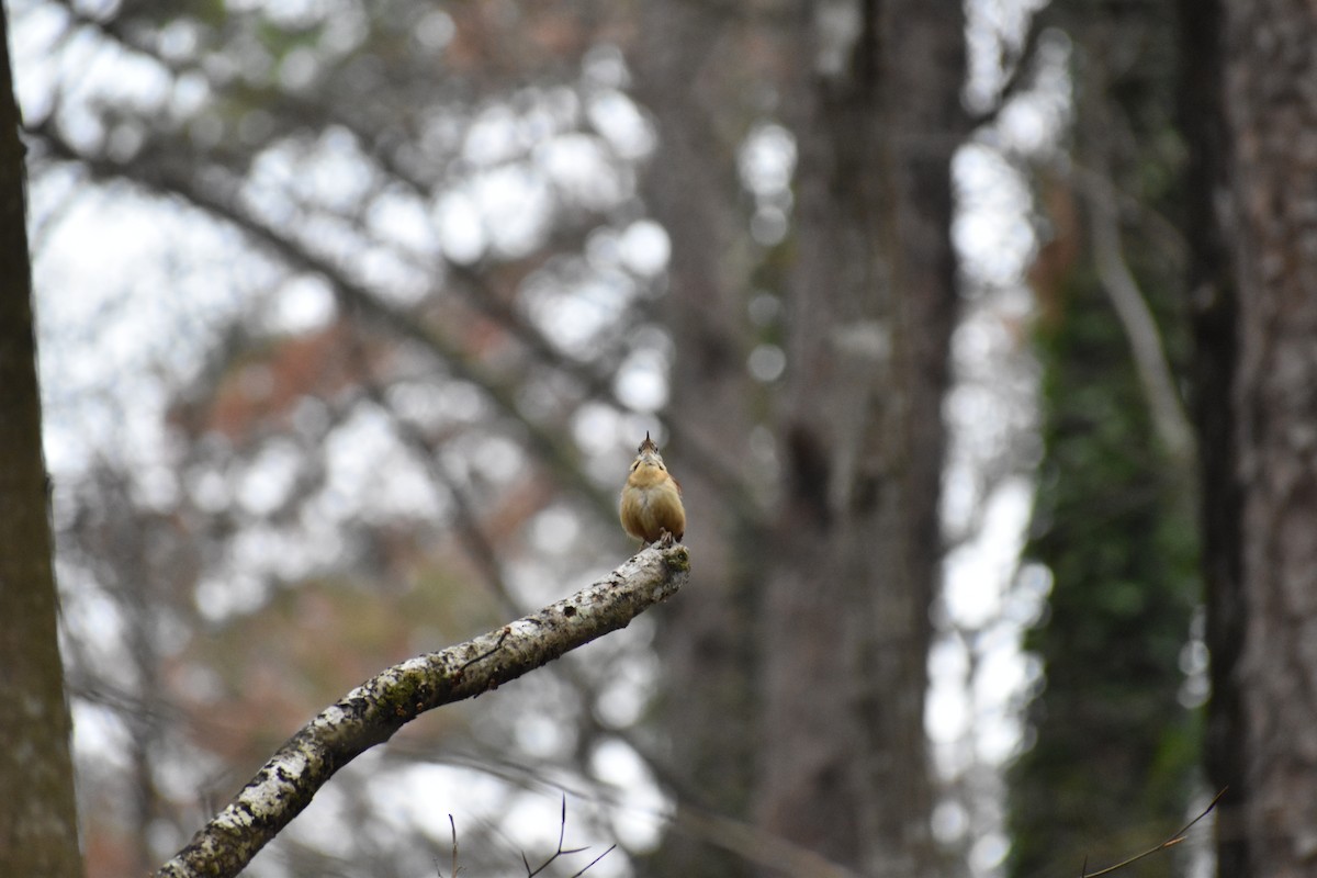 Carolina Wren - ML147441901