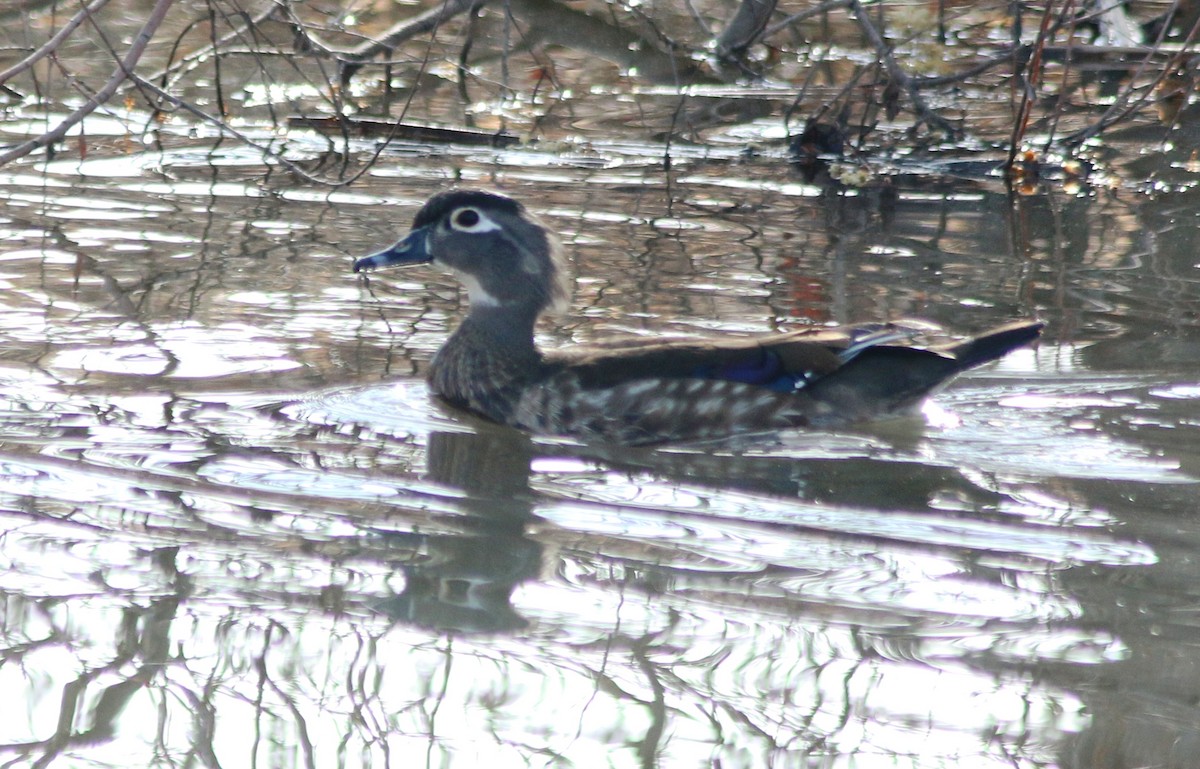 Wood Duck - ML147441911