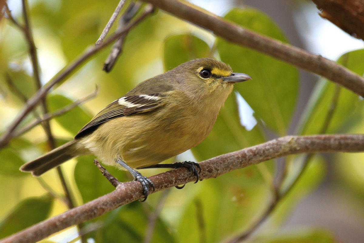 Vireo Piquigrueso - ML147442051