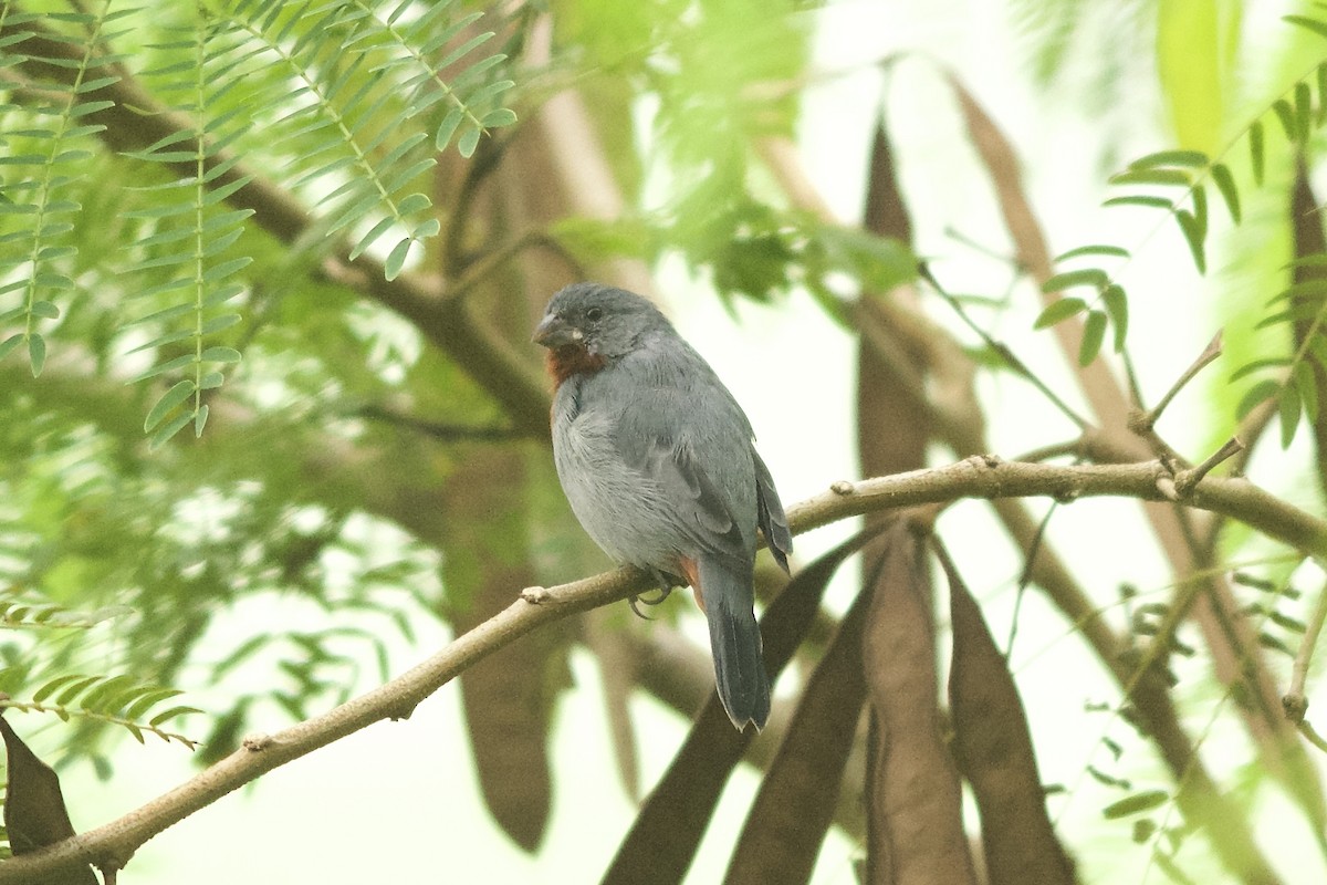 Chestnut-bellied Seedeater - ML147442131