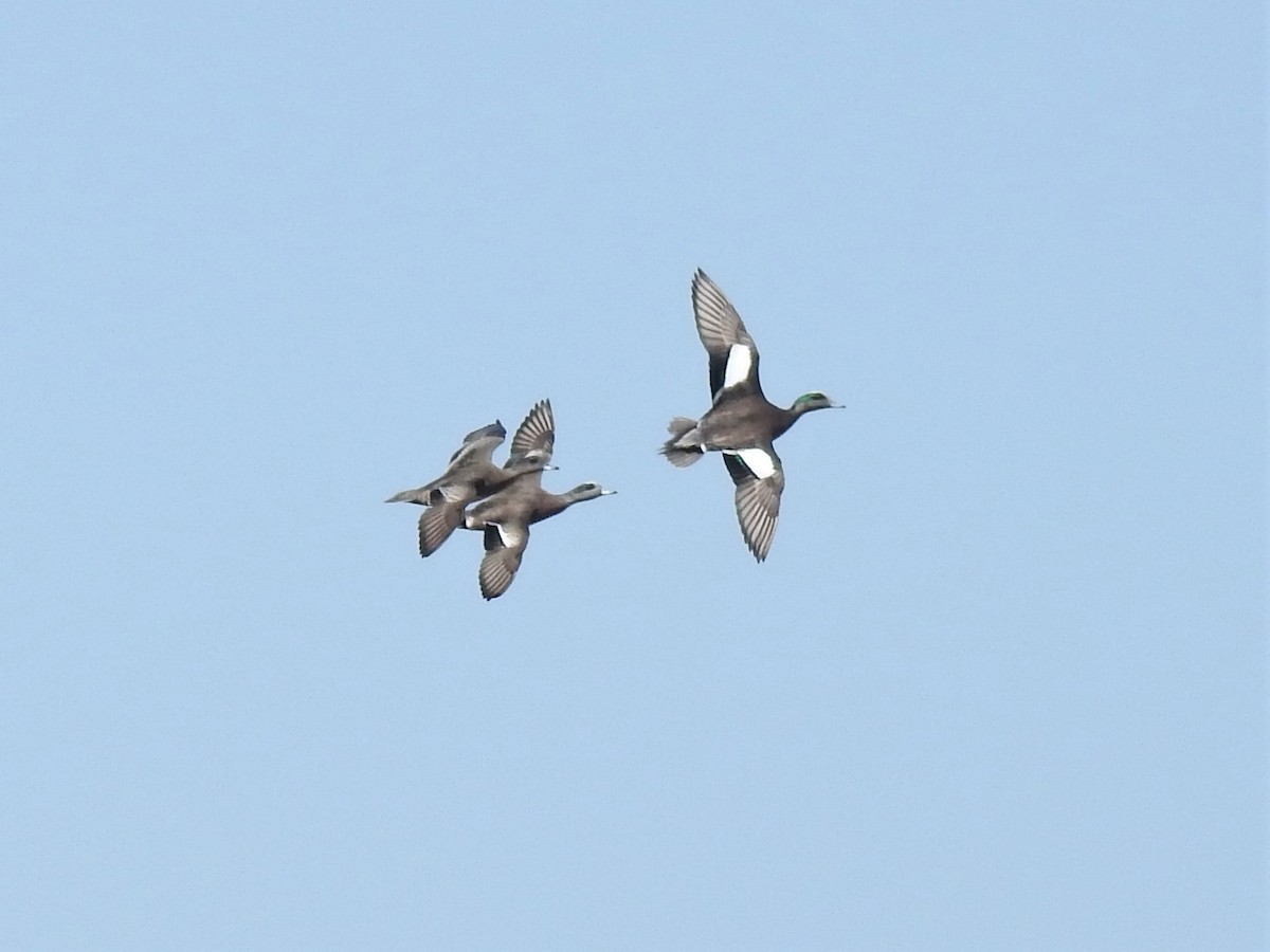 American Wigeon - ML147444371