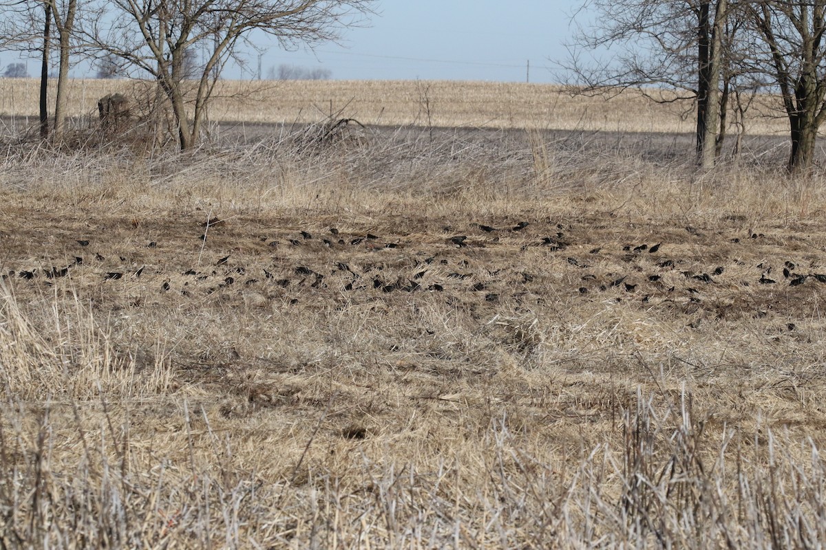 Brown-headed Cowbird - ML147446741