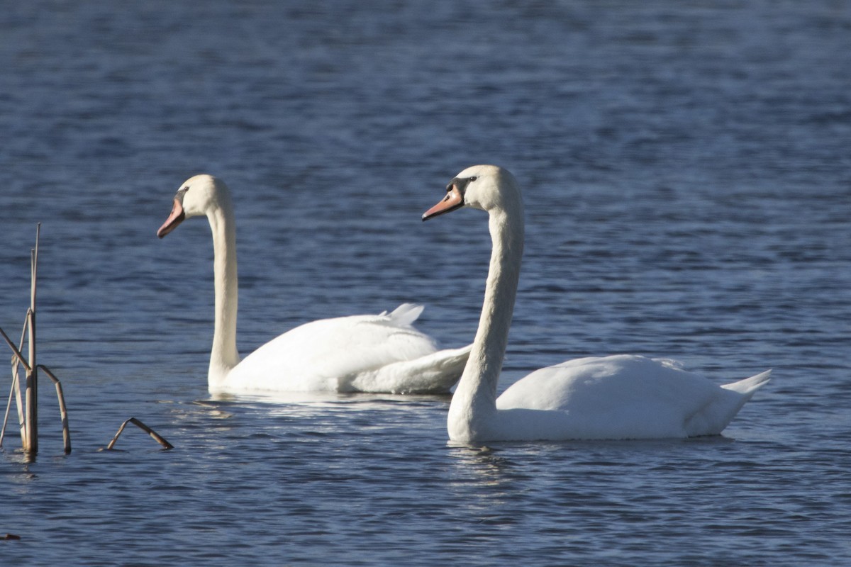 Mute Swan - Michael Bowen