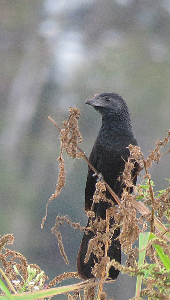 Groove-billed Ani - ML147446771