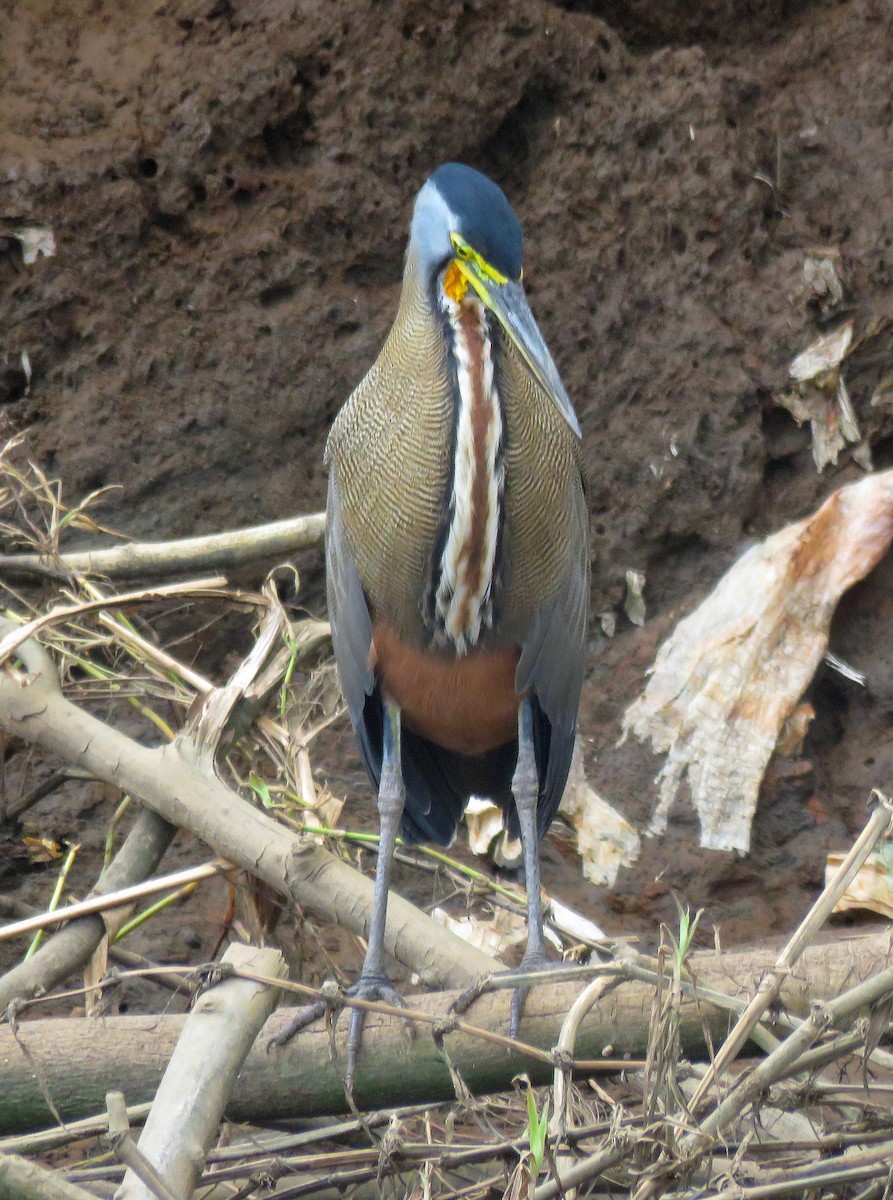 Bare-throated Tiger-Heron - ML147447451