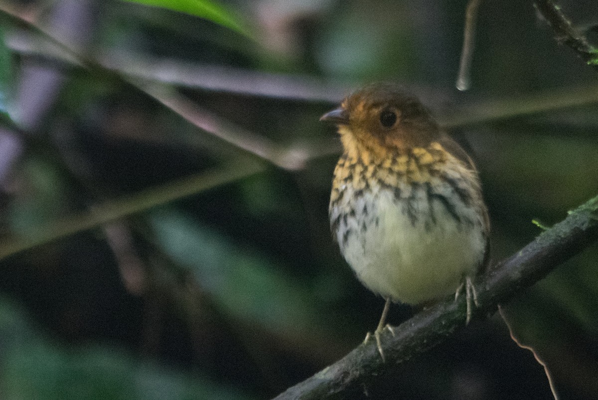 Ochre-breasted Antpitta - ML147447751