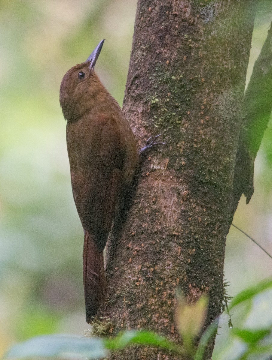 Tyrannine Woodcreeper - ML147447931