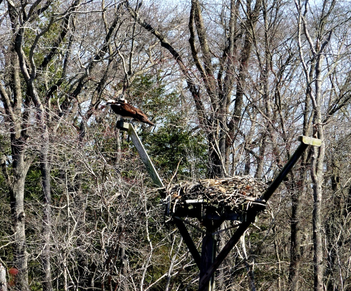 ミサゴ（carolinensis） - ML147448841